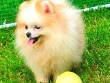 Party Colour Di̇şi̇ Pomerani̇an Boo