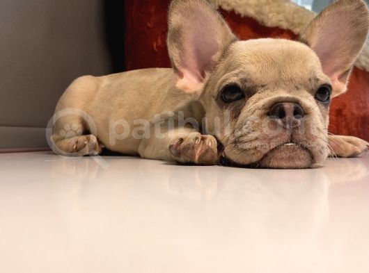 Blue Sable Merle Egzoti̇c French Kizim görsel