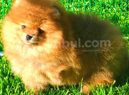 Orange Ayi Surat Pomerani̇an Boo görsel