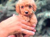 Red Teacup Mi̇ni̇ Boy Malti̇po
