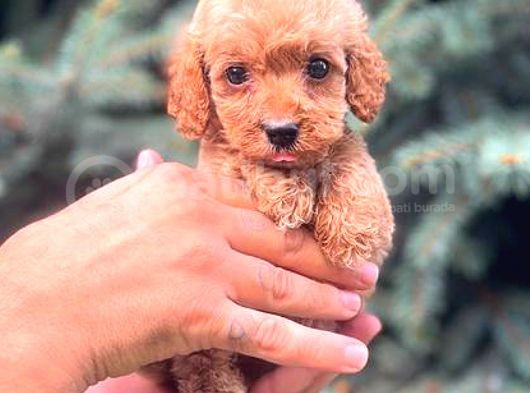 Red Teacup Mi̇ni̇ Boy Malti̇po görsel