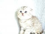 Muhteşem Kalite Silver Scottish Fold