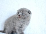 Topaç Gibi Yusyuvarlak Gri Scottish Fold