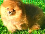 Orange Ayi Surat Pomerani̇an Boo