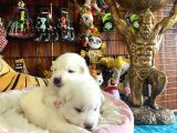 Mükemmel Kalitede Samoyed Bebekler Için Acele Edin