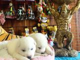 Mükemmel Kalitede Samoyed Bebekler Için Acele Edin