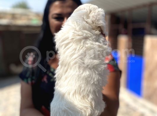 Safkan Maltese Terrier Yavrularımız görsel