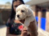 Safkan Maltese Terrier Yavrularımız