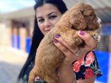 Safkan Maltipoo Yavrularımız