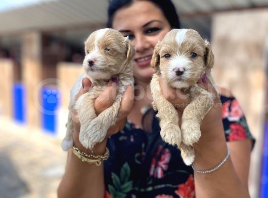 Mükemmel Maltipoo Yavrularımız