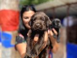 Çikolata Ve Siyah Labrador Yavrularımız