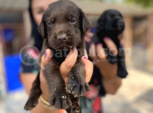 Çikolata Ve Siyah Labrador Yavrularımız görsel