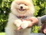 Uygun Fi̇yatli Boo Surat Pomerani̇an Yavrucuklar