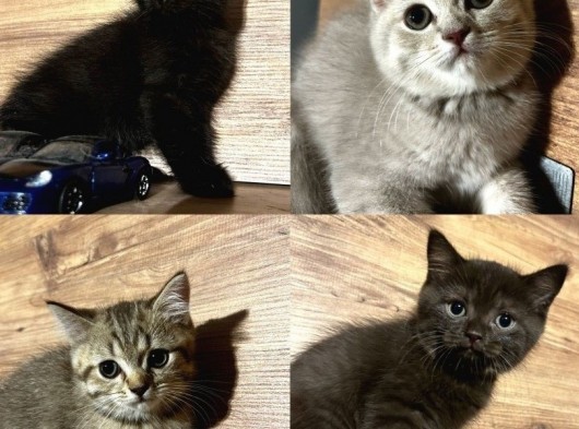 4 Erkek Kardeş British Shorthair