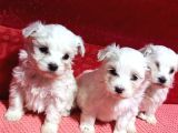 Teacup Maltese Terrier Bebekler