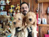 Muhteşem Toy Poodle Bebekler A Scrli̇