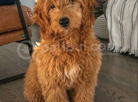Labradoodle Terapi Köpeği Orjinal Tüy Dökmez Dev Minyatür görsel