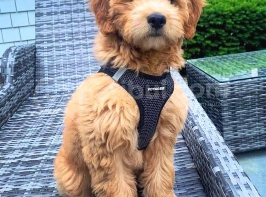 Labradoodle Terapi Köpeği Orjinal Tüy Dökmez Dev Minyatür görsel