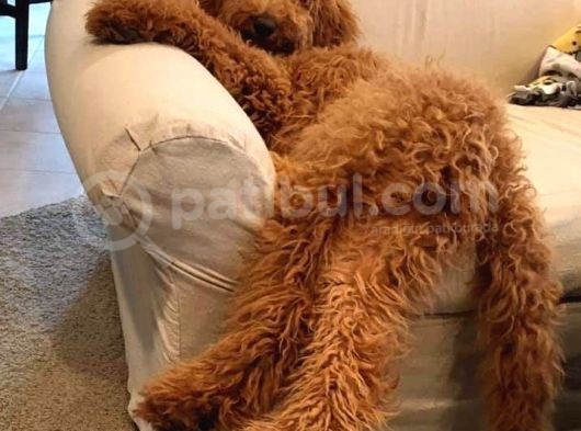 Labradoodle Terapi Köpeği Orjinal Tüy Dökmez Dev Minyatür görsel