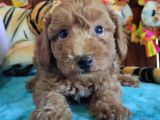 Muhteşem Toy Poodle Bebekler A Scrli̇