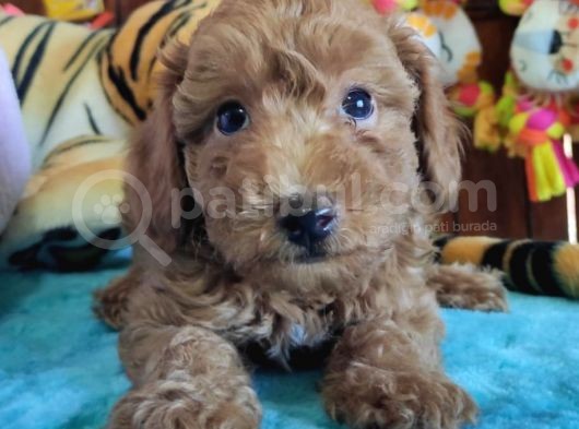 Muhteşem Toy Poodle Bebekler A Scrli̇ görsel