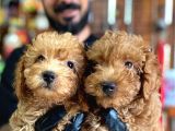 Muhteşem Toy Poodle Bebekler A Scrli̇