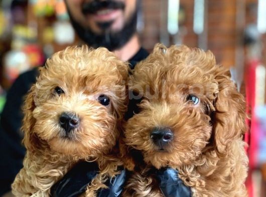 Muhteşem Toy Poodle Bebekler A Scrli̇ görsel