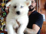 Ayi̇ Yavrusu Samoyed A Kali̇te Irk