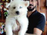 Ayi̇ Yavrusu Samoyed A Kali̇te Irk