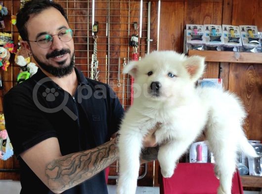 Ayi̇ Yavrusu Samoyed A Kali̇te Irk
