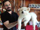 Ayi̇ Yavrusu Samoyed A Kali̇te Irk