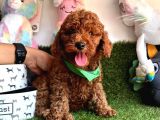 Pi̇yasanin En Uygun Fi̇yatli Safkan Toy Poodle Yavrulari