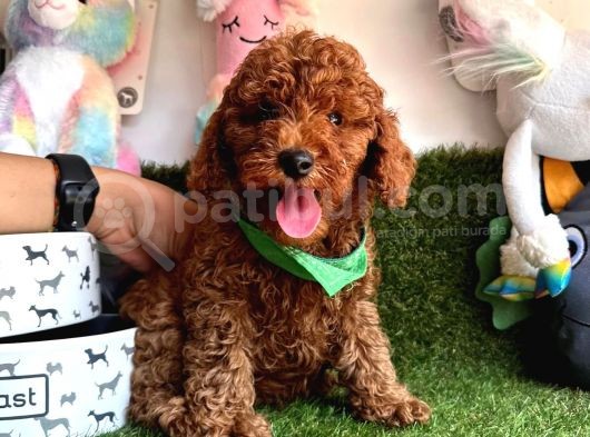 Pi̇yasanin En Uygun Fi̇yatli Safkan Toy Poodle Yavrulari görsel