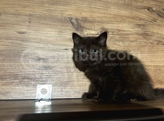 4 Erkek Kardeş British Shorthair görsel