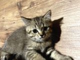4 Erkek Kardeş British Shorthair