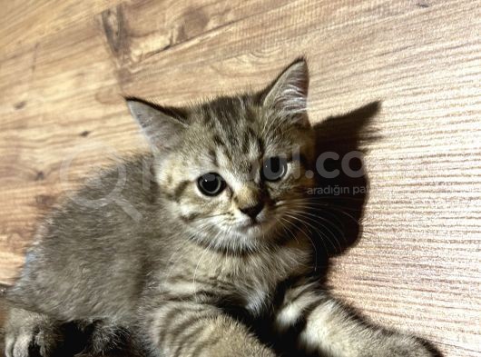 4 Erkek Kardeş British Shorthair görsel