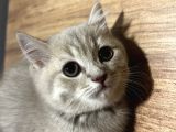 4 Erkek Kardeş British Shorthair