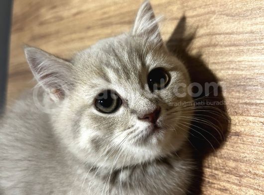 4 Erkek Kardeş British Shorthair görsel