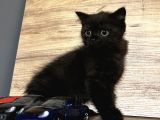 4 Erkek Kardeş British Shorthair