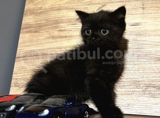 4 Erkek Kardeş British Shorthair görsel