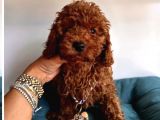 Pi̇yasanin En Uygun Fi̇yatli Safkan Toy Poodle Yavrulari