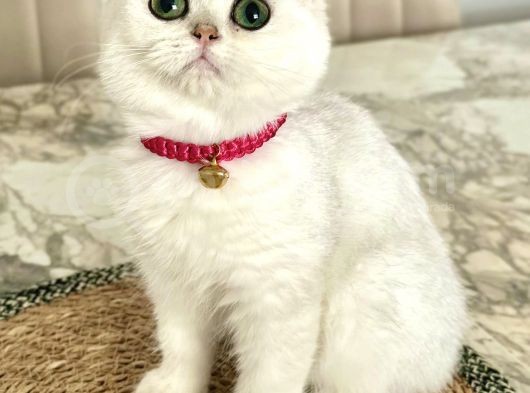 Safkan A Kallte Dişi Silver Aşılı Dünya Güzeli Bebeğim