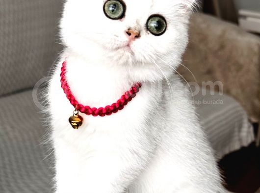 Safkan A Kallte Dişi Silver Aşılı Dünya Güzeli Bebeğim görsel