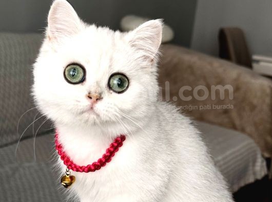 Safkan A Kallte Dişi Silver Aşılı Dünya Güzeli Bebeğim görsel