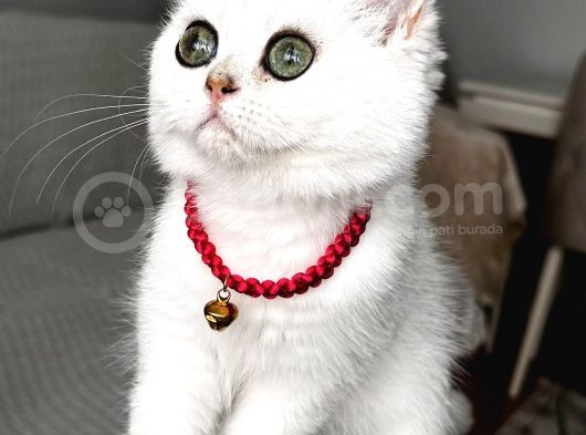 Safkan A Kallte Dişi Silver Aşılı Dünya Güzeli Bebeğim görsel