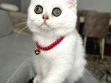 Safkan A Kallte Dişi Silver Aşılı Dünya Güzeli Bebeğim
