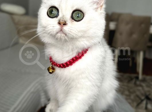 Safkan A Kallte Dişi Silver Aşılı Dünya Güzeli Bebeğim görsel