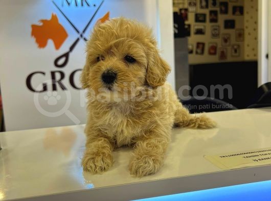 Safkan Malti̇poo-Irk Ve Sağlik Garanti̇li̇ - Ev Doğumlu Bebek Yavrular görsel