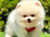 Safkan Pomeranian Boo Yavrularımız
