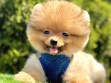 Uygun Fi̇yatli Boo Surat Pomerani̇an Yavrucuklar